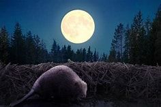 Beaver Moon