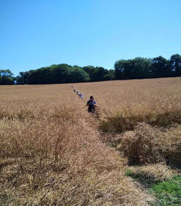Ramblers walking through field blue sky