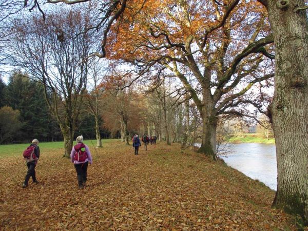 Walkers walking through autumn leaves by a river.