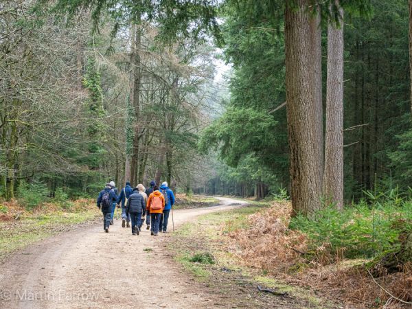 Ramblers walking down track in New Forest