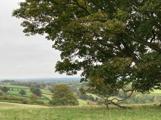 Country Scene