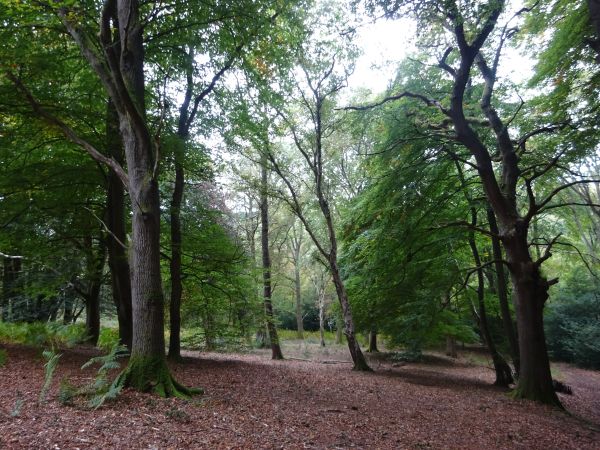 Bucklebury woods