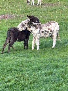 Donkeys at Paccombe