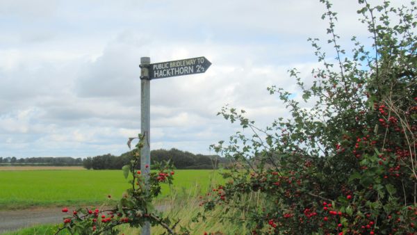 Hackthorn