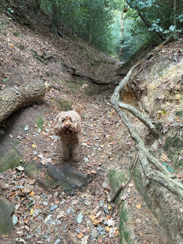 Dog indicating root banister