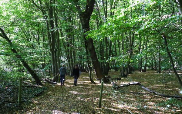 Walking in the woods