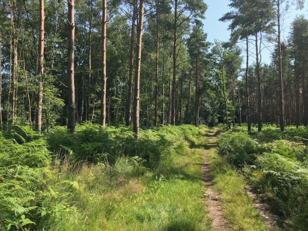 Picture of woodland scene