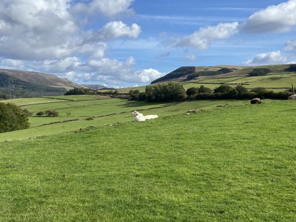 Sheep on a hill