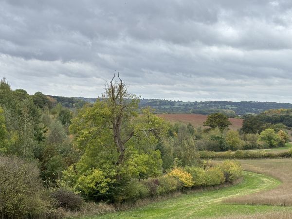 Green field with woods