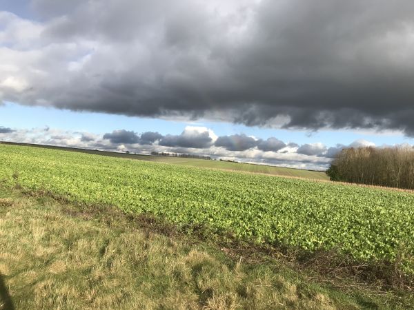 View from Cheesefoot Head
