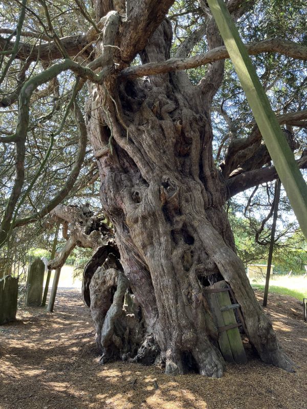 4000 year old yew at Crowhurst