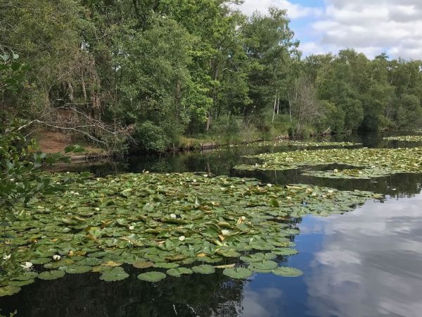 Picture of Fishpool at Chobham Common