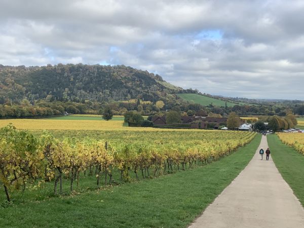 Denbies vineyard and Box Hill