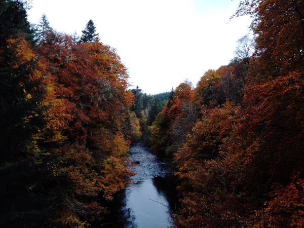 Autumnal trees on either side of a river