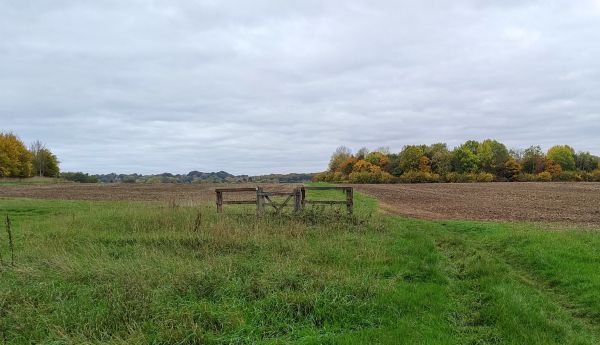 A path across a field with a copse ahead showing autumn colours