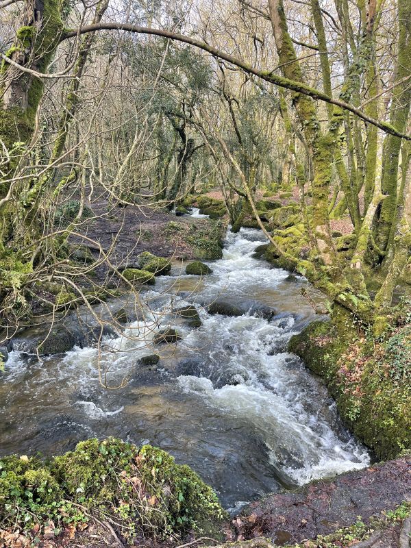 River and woodland, Constantine