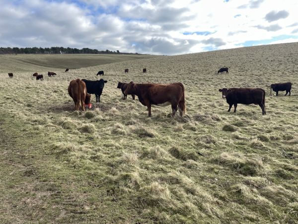Cows in Seven Sisters Country Park