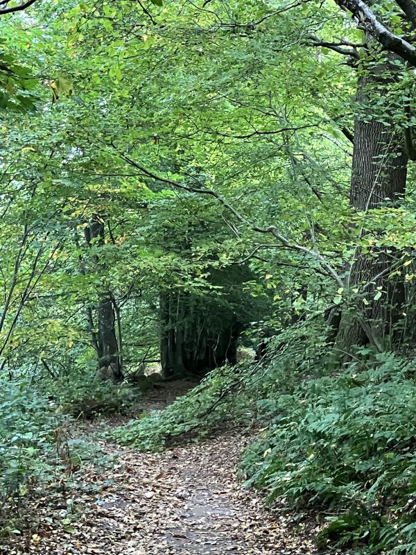 Woodland