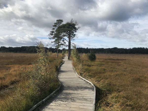 Thursley Boadwalk
