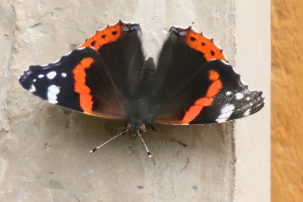 butterfly