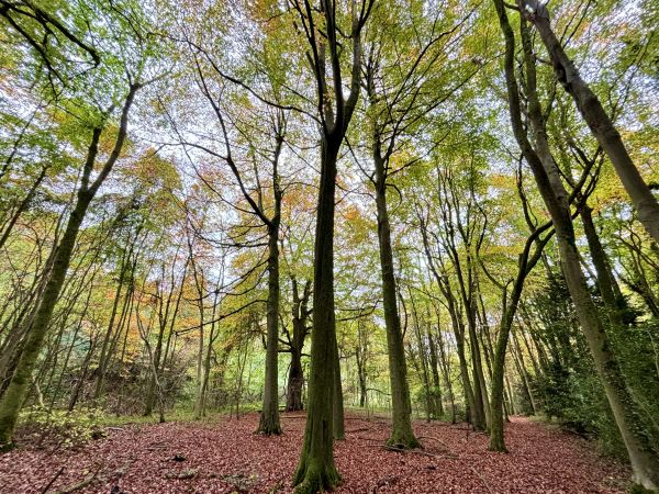 Great Wood nr Magpie Bottom