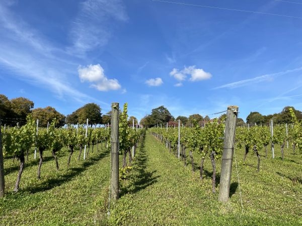 Hambledon Vineyard