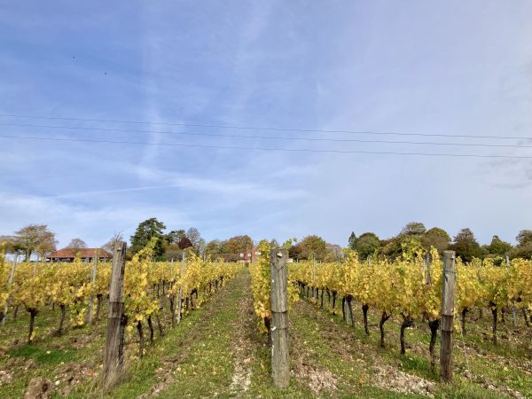 Vineyard