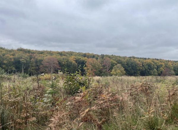 Bentley Wood- Autumn colour