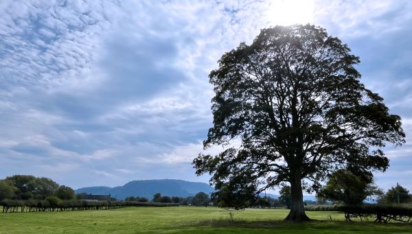 Tree in field near llandrinio