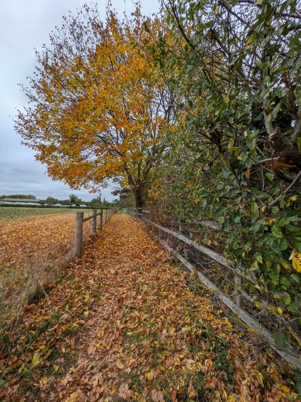 Autumn tree