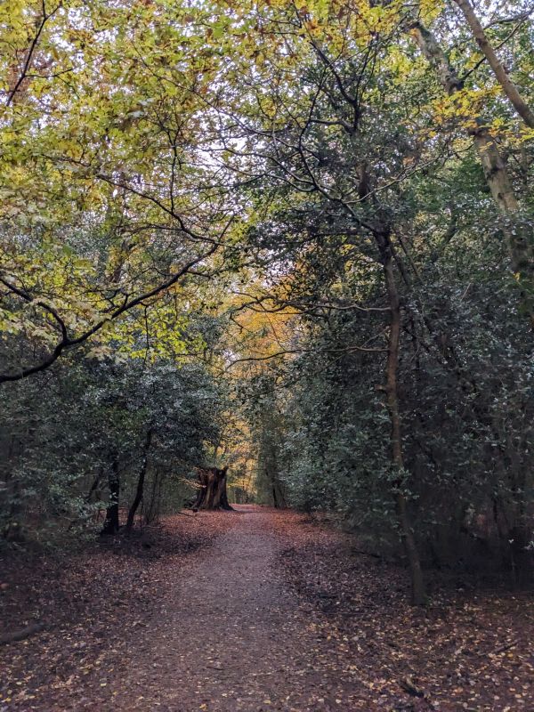 The woods in autumn