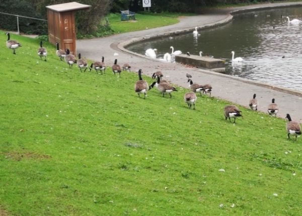 Portishead lake