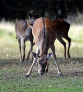Deer at Dagnans