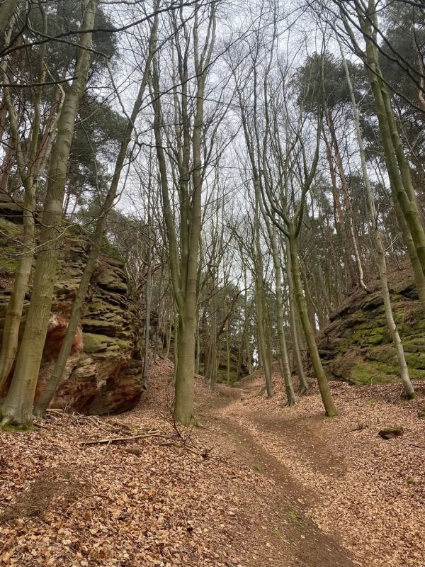 trees