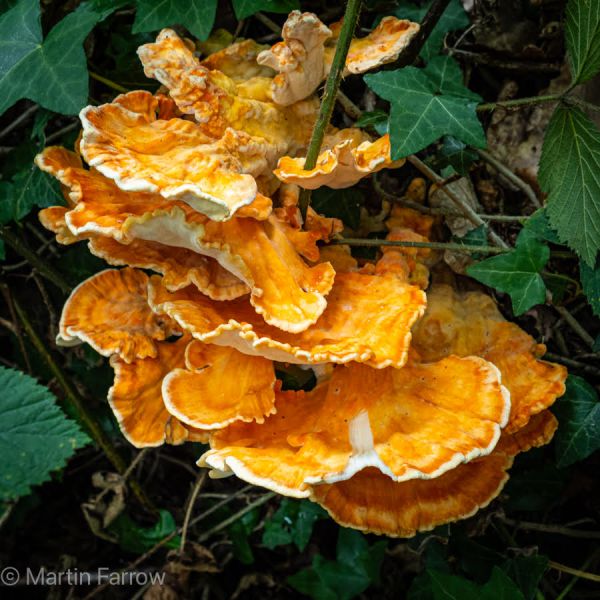 colourful fungi