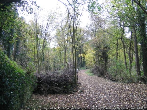 Footpath through Hawarden Park woods howing the ground carpeted with fallen leaves