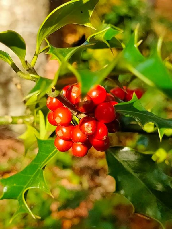 Holly