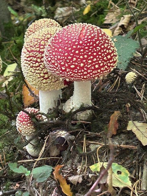 Toadstools