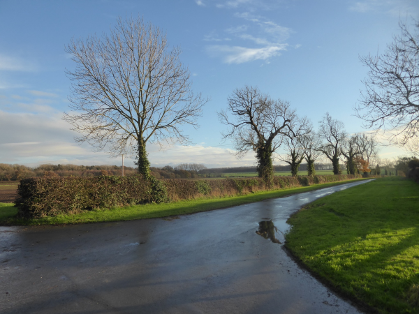 Bare trees alongside a country lane