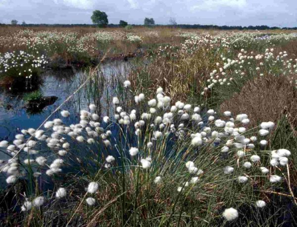 whixall moss