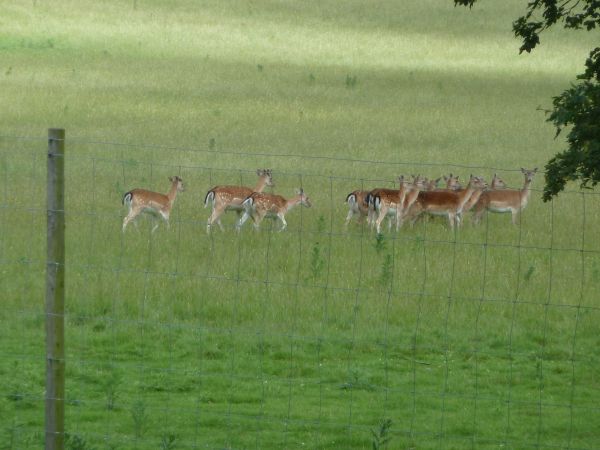Deer at Hatch Park