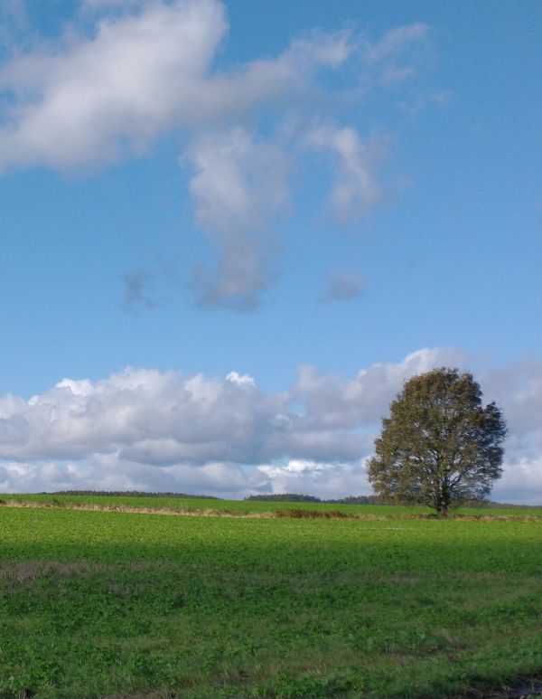 Newton upon Rawcliffe 