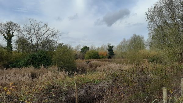 A reedbed nature reserve