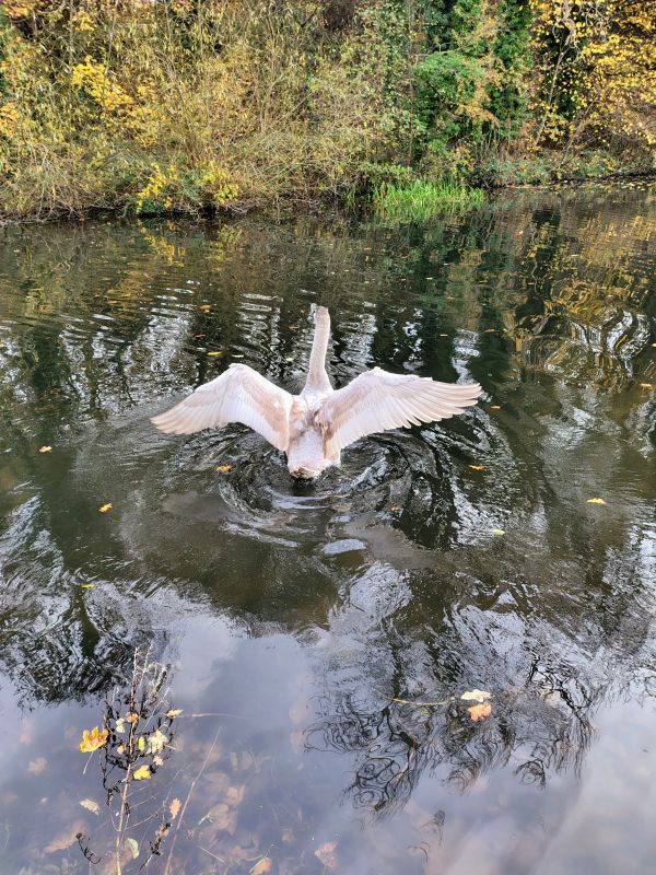 Young swan taking off on canal