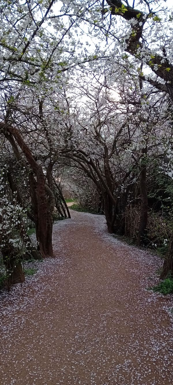 Path through blossom trees