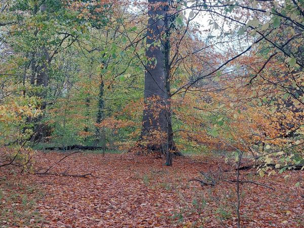 Through the woods at Kilmeston