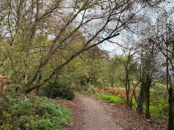 Woods on Brayton Barff