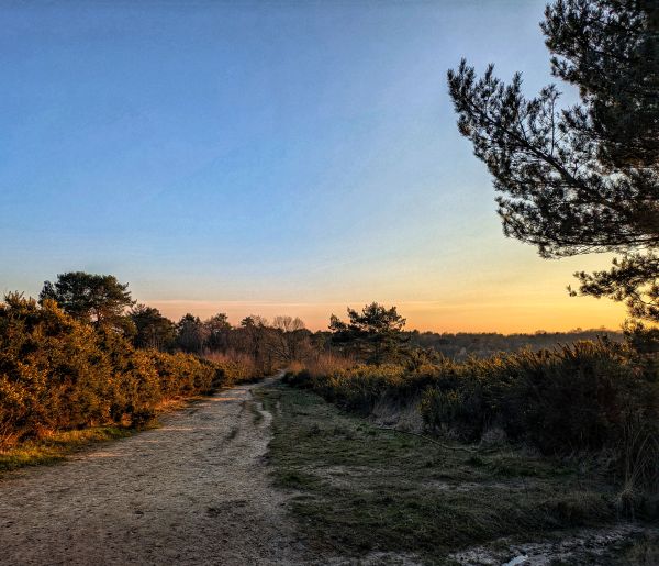 Ashdown Forest 