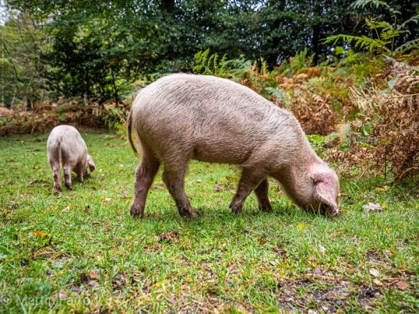 pannage in New Forest