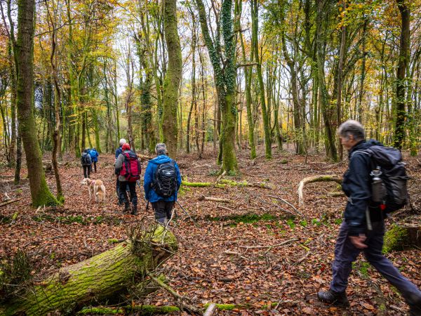 autumn leaves, ramblers walking